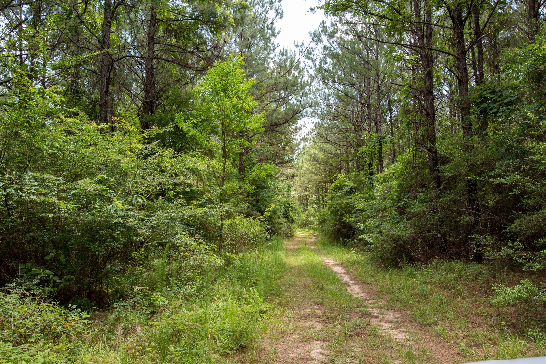 Tbd County Road 2150 Property Photo 8