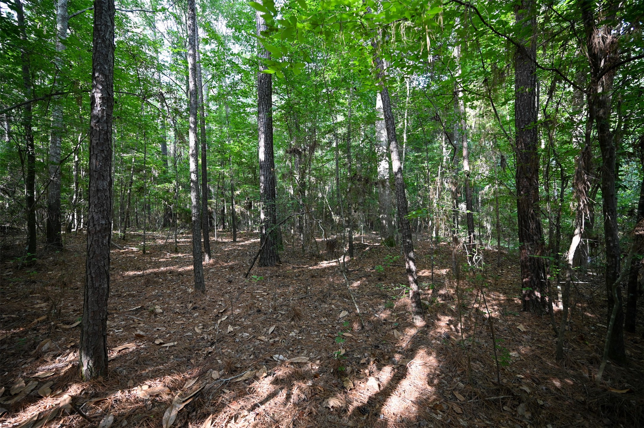 Tbd County Road 2150 Property Photo 11