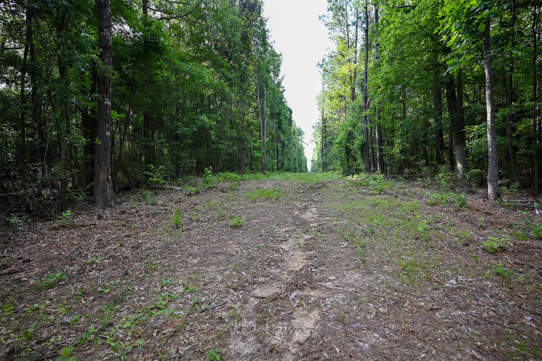 Tbd County Road 2150 Property Photo 16