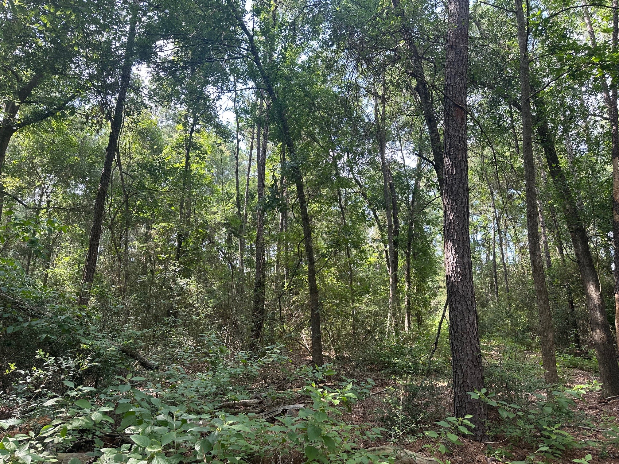 5.2ac Coe Loop Property Photo 17
