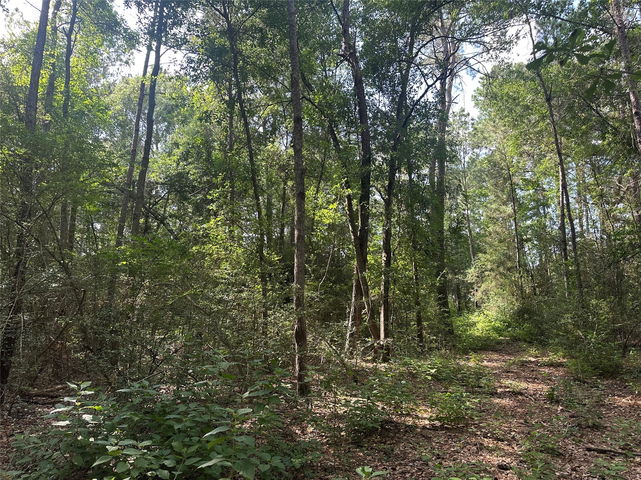5.2ac Coe Loop Property Photo 18
