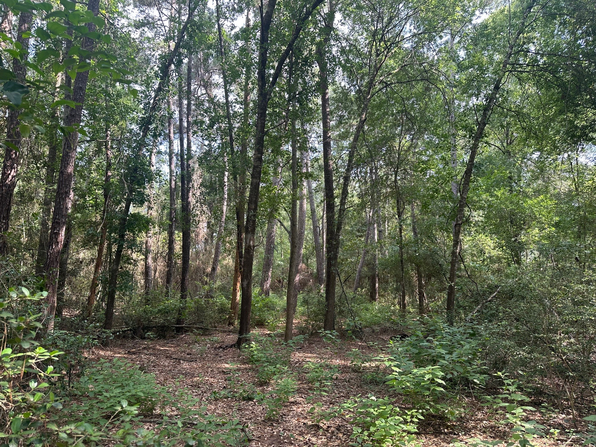 5.2ac Coe Loop Property Photo 19