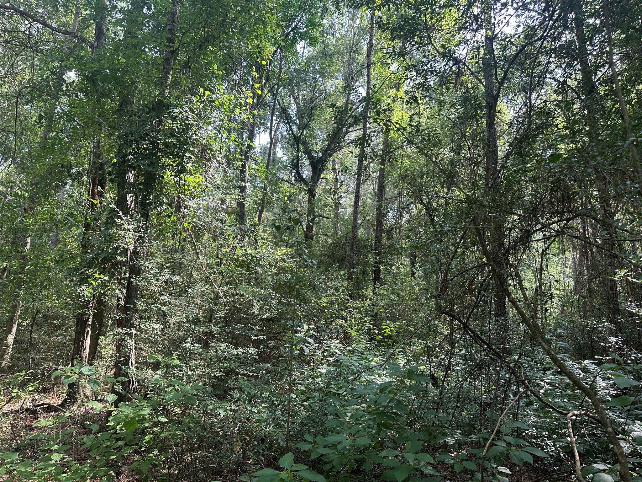 5.2ac Coe Loop Property Photo 20