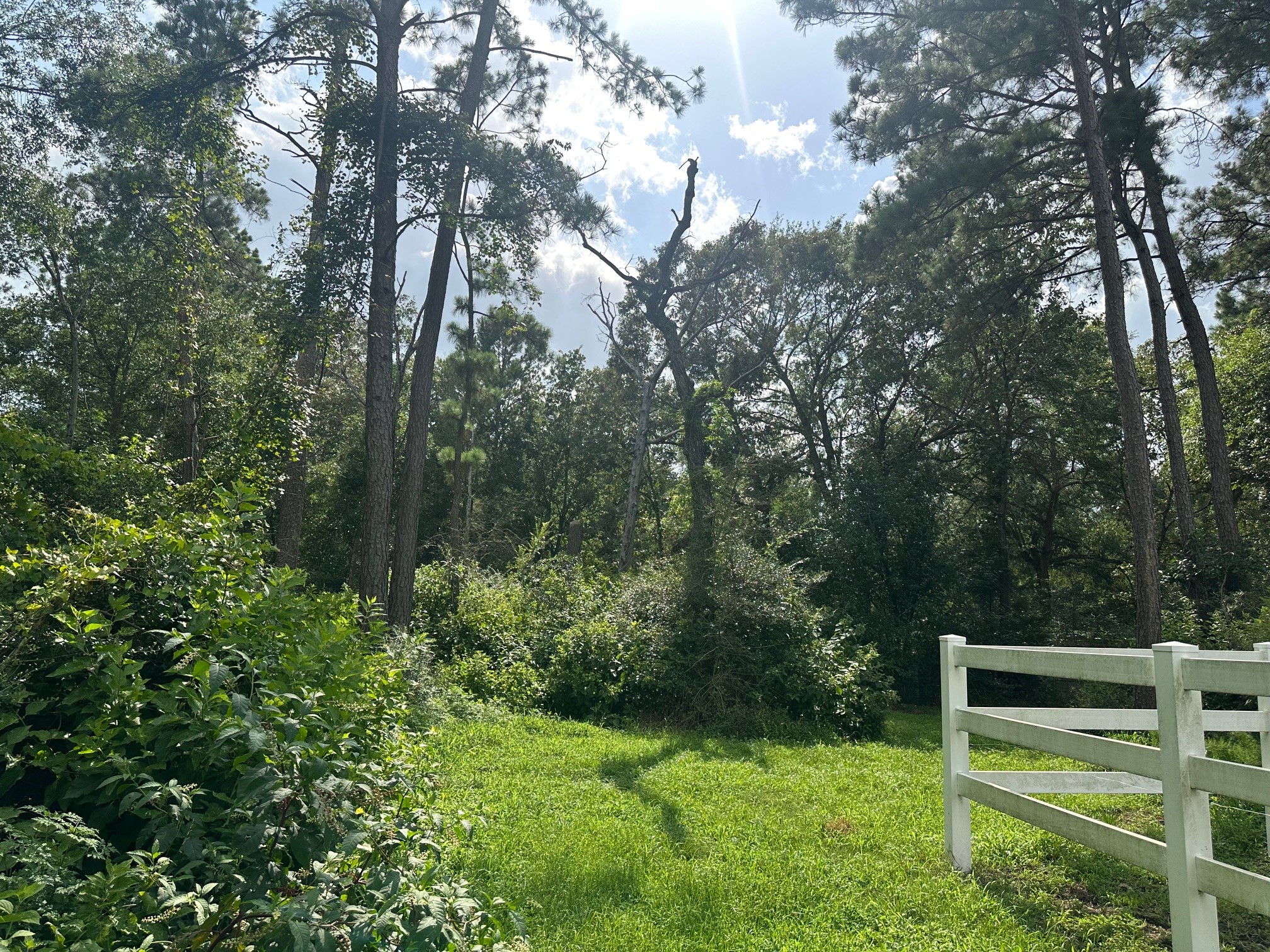 5.2ac Coe Loop Property Photo 23
