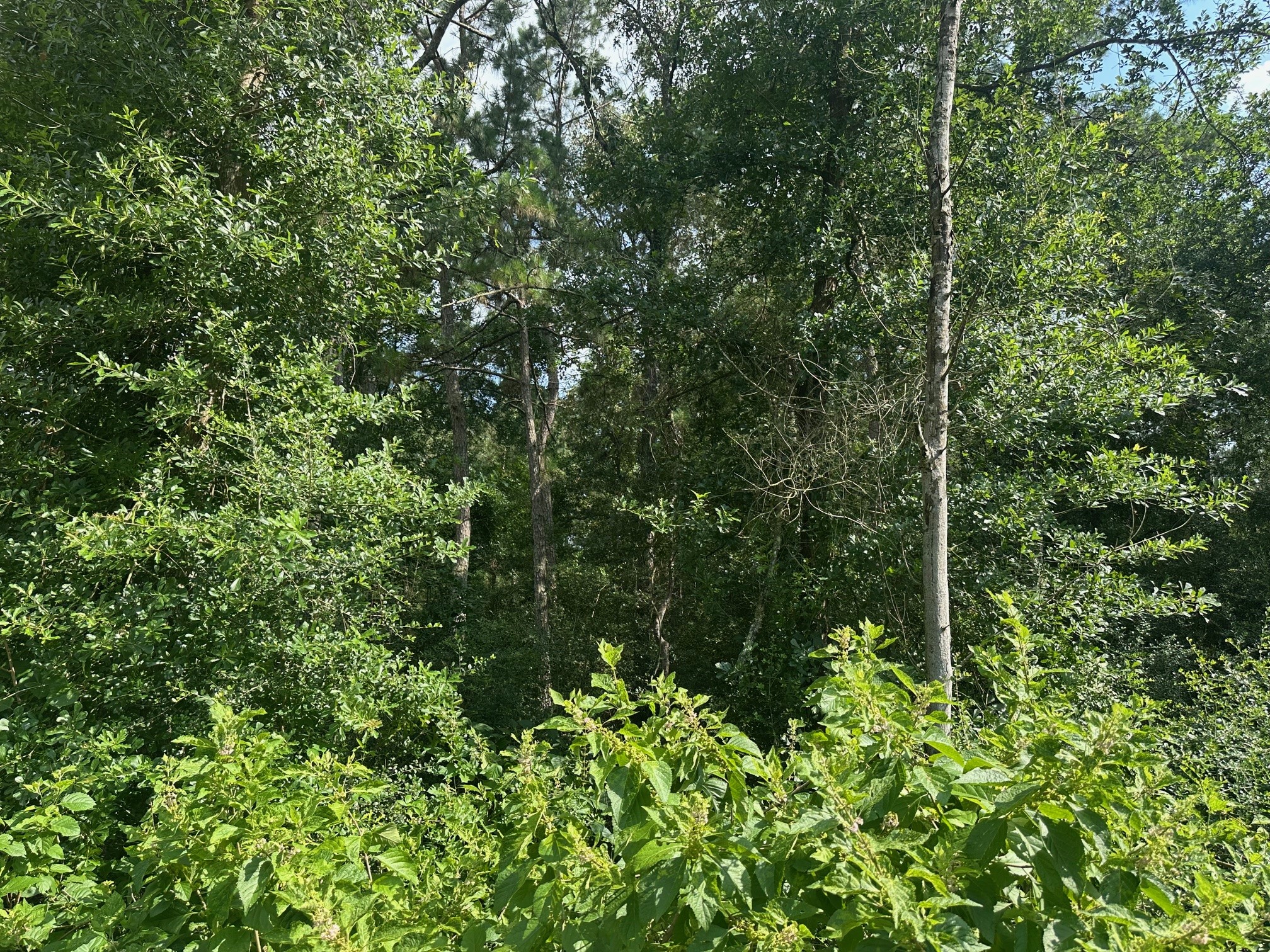 5.2ac Coe Loop Property Photo 24