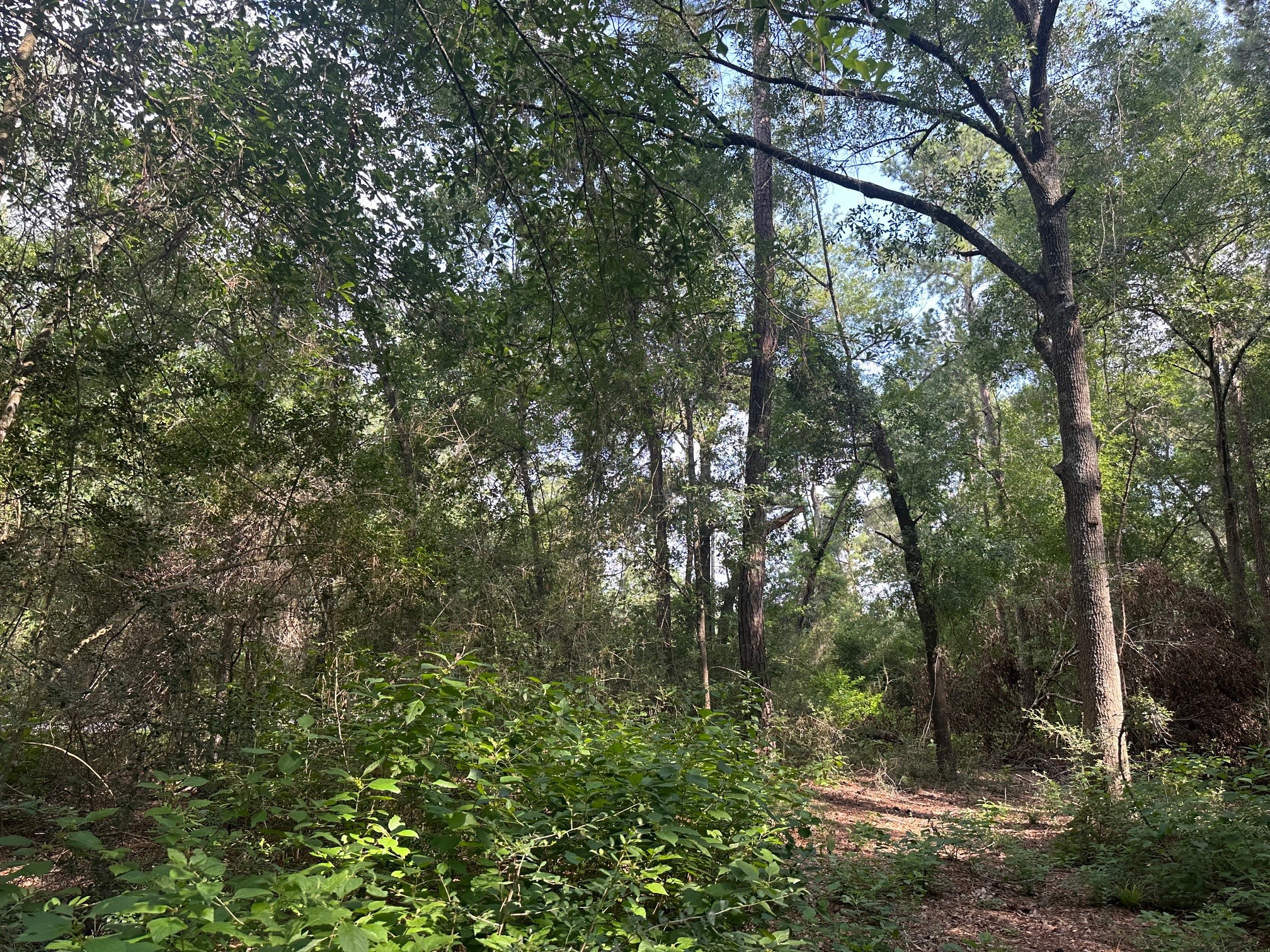 5.2ac Coe Loop Property Photo 30