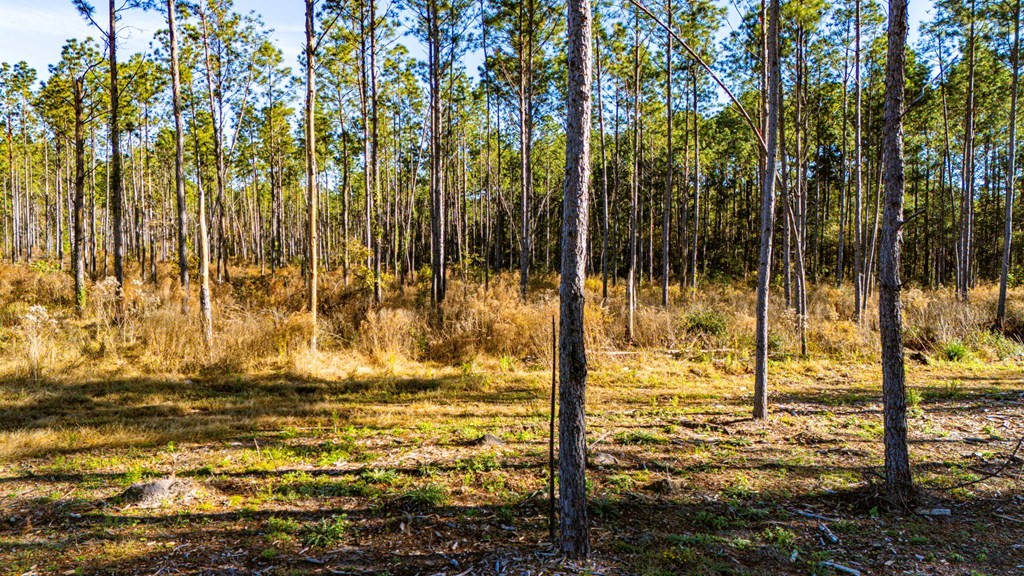 Lot 19 Big Buck Drive Property Photo 6