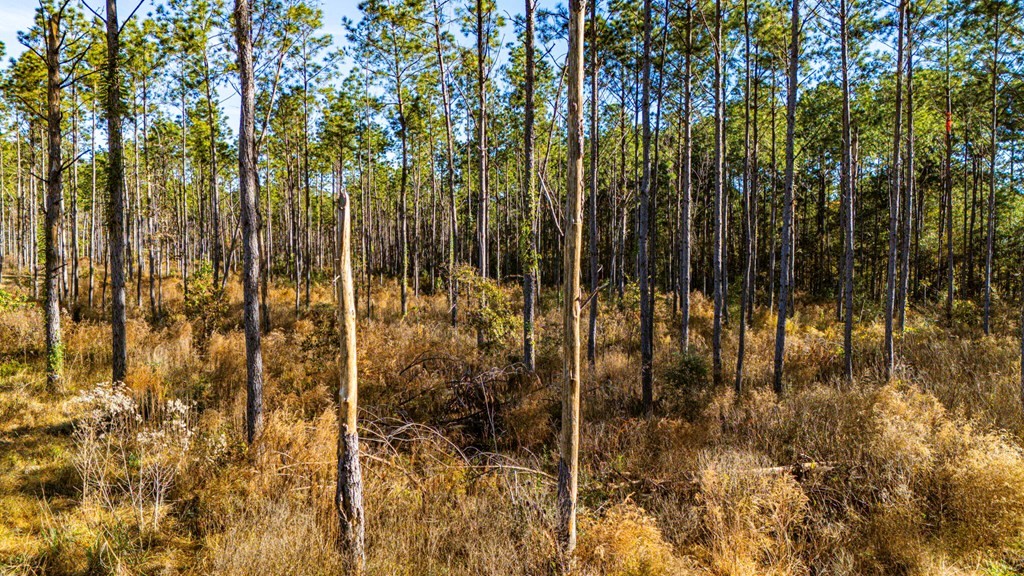 Lot 19 Big Buck Drive Property Photo 7