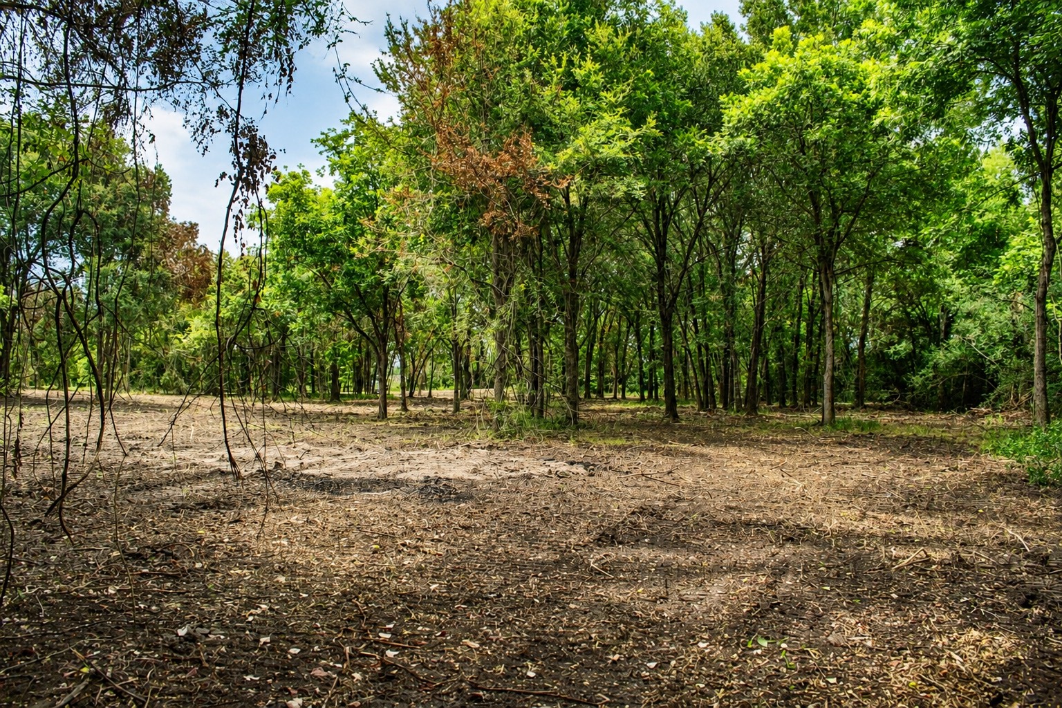 13 +/- Acres Greenbriar Road Property Photo 13