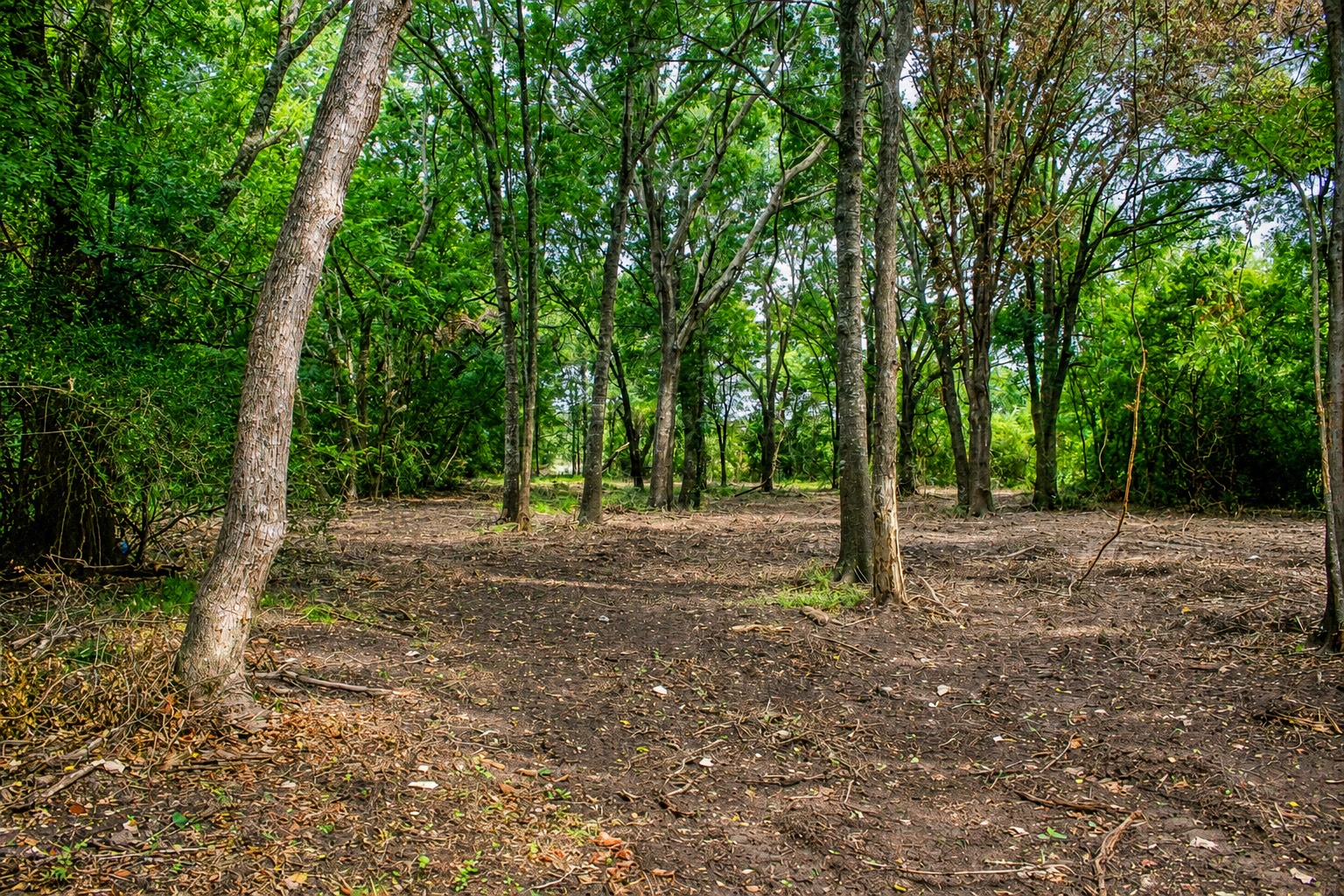 13 +/- Acres Greenbriar Road Property Photo 14