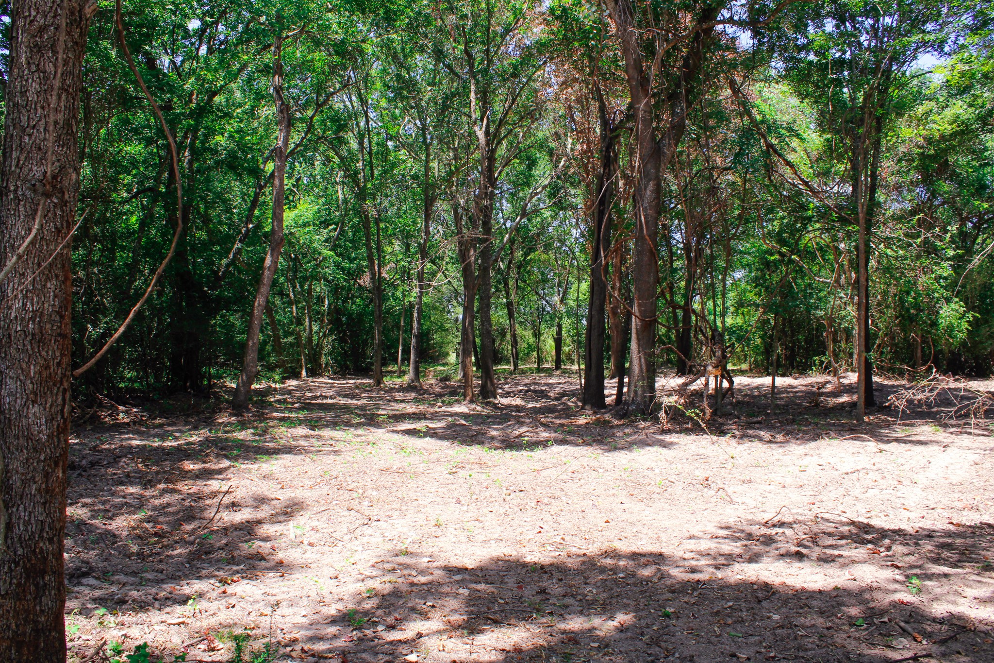 13 +/- Acres Greenbriar Road Property Photo 16