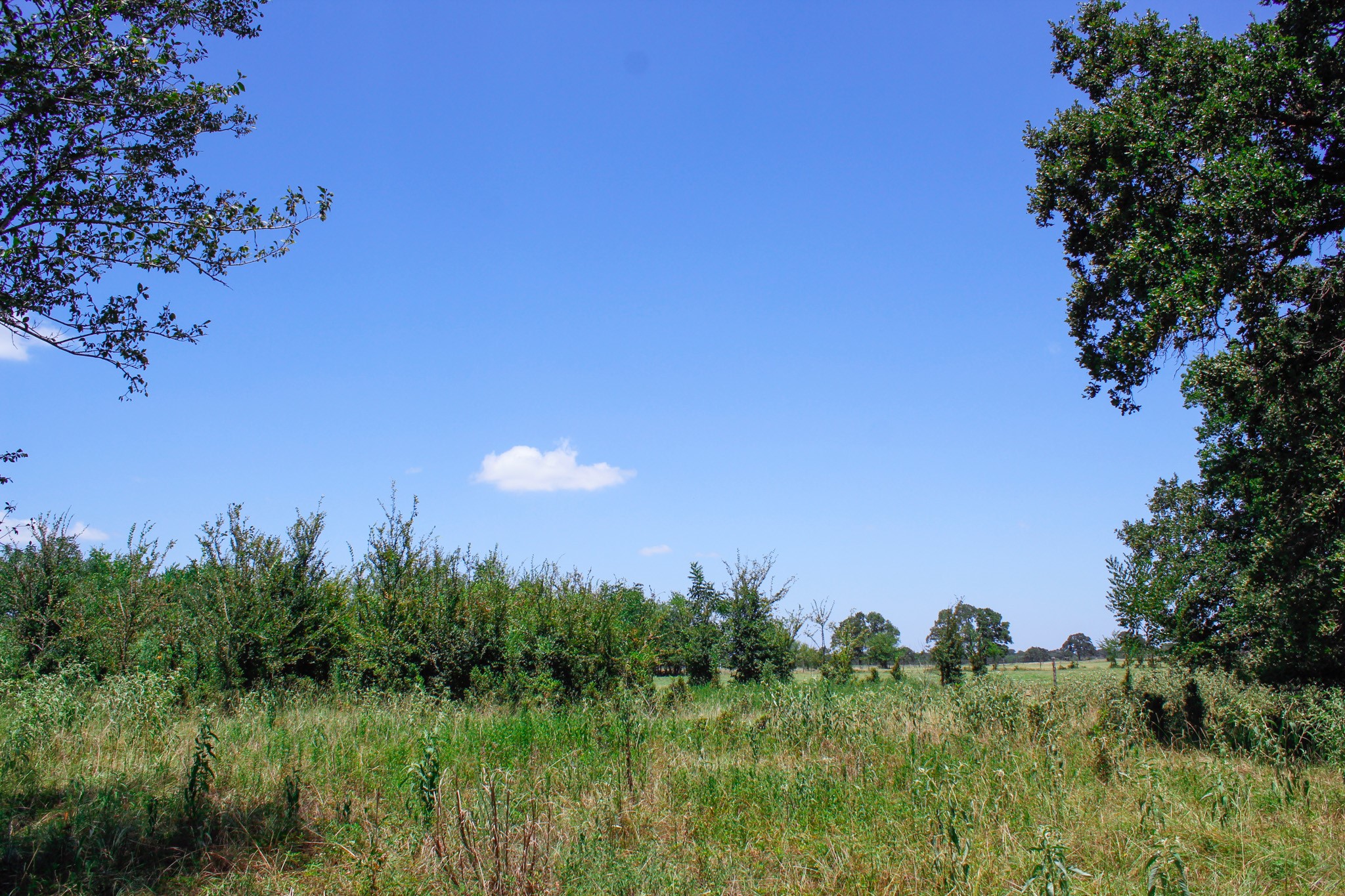 13 +/- Acres Greenbriar Road Property Photo 20