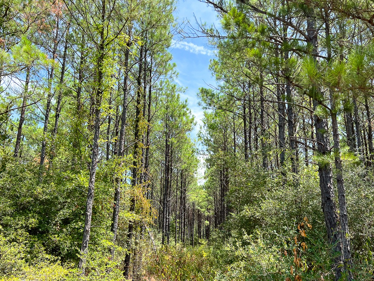 0 Lost Indian Camp Road Property Photo 10