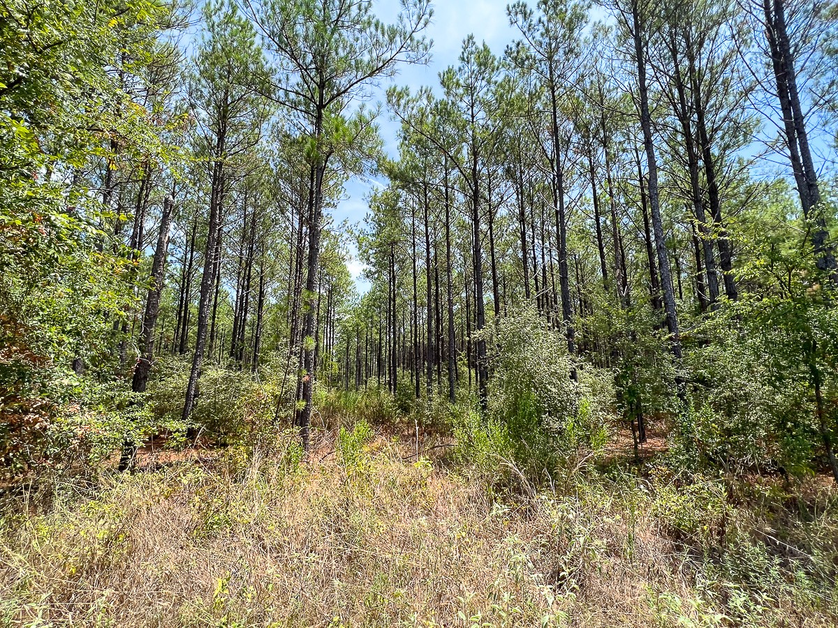 0 Lost Indian Camp Road Property Photo 11