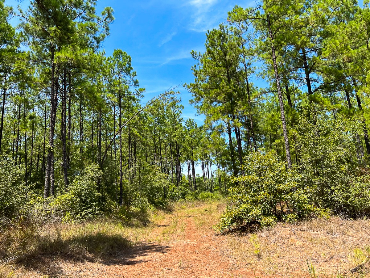 0 Lost Indian Camp Road Property Photo 12