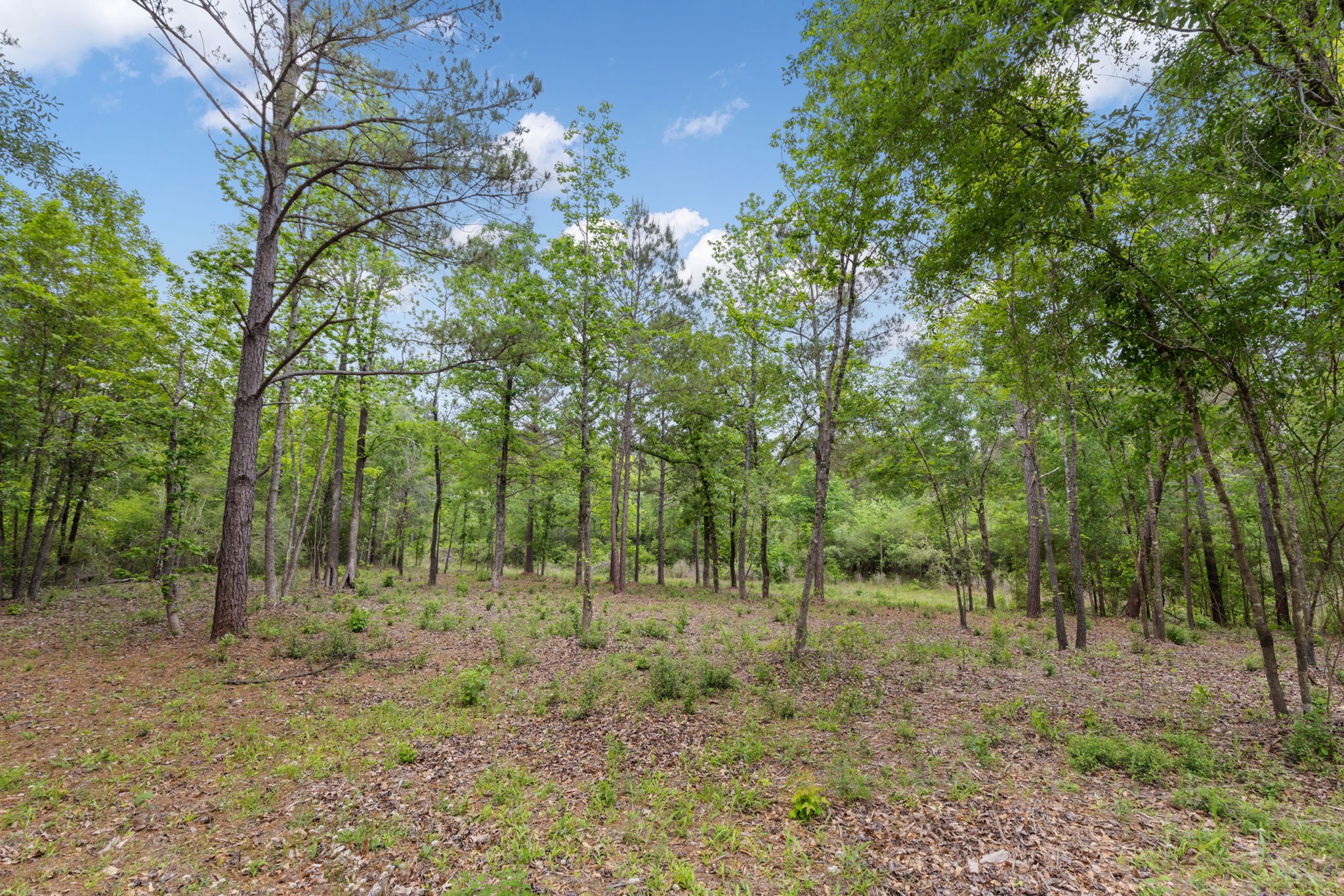 15396 Forest Grove Drive Property Photo 3