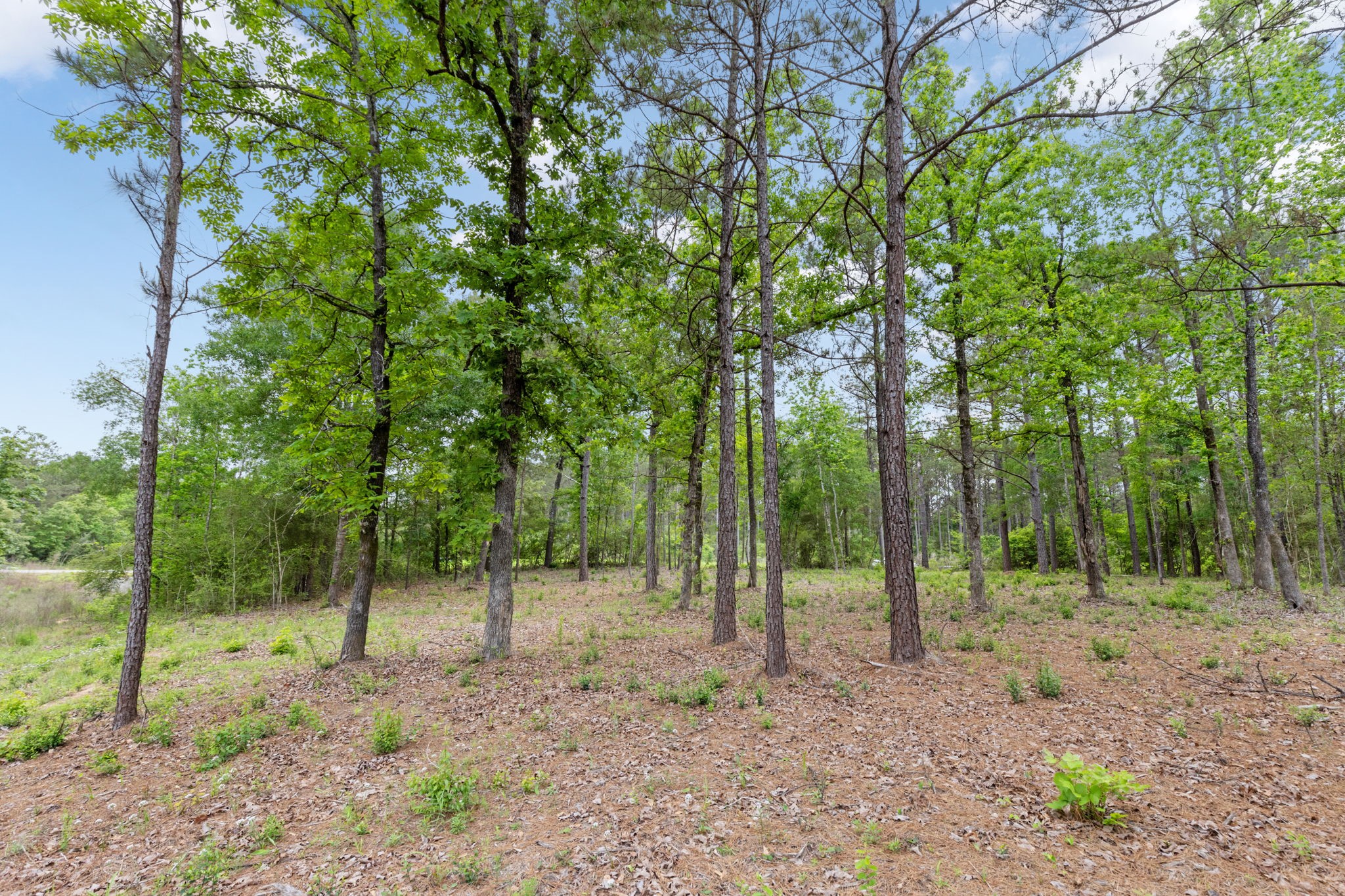 15396 Forest Grove Drive Property Photo 5