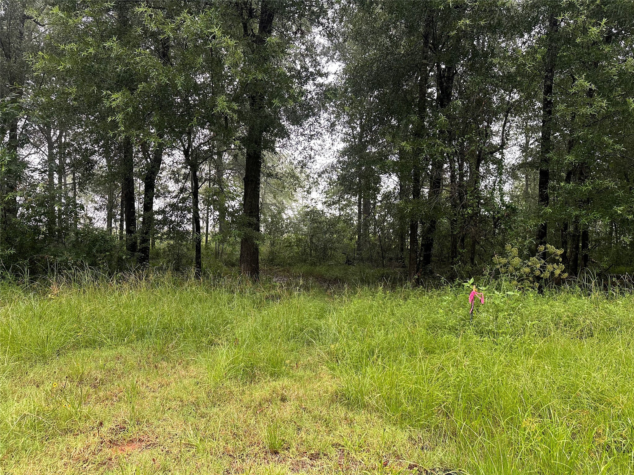 258 Vine Arbor Drive Property Photo 1