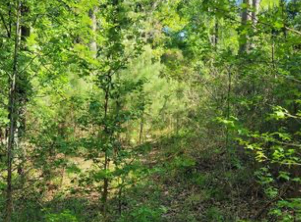 0 Winding Creek Dr Property Photo 1