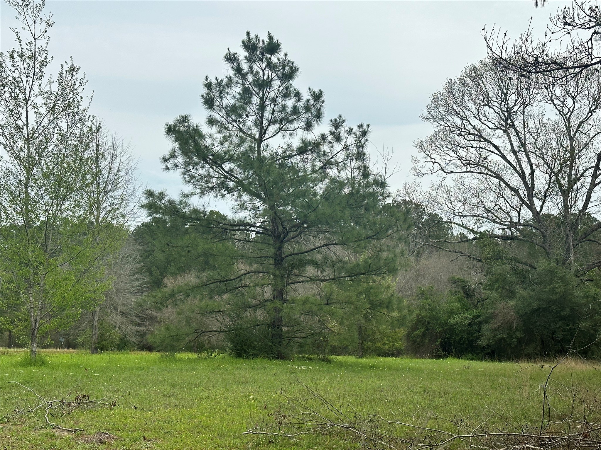 Tbd County Road 4760 Property Photo 2