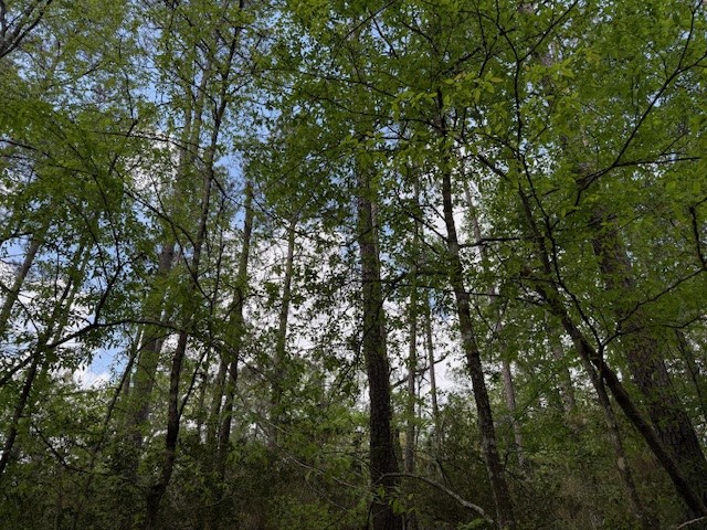 0 Gum Tree Lane Property Photo 4