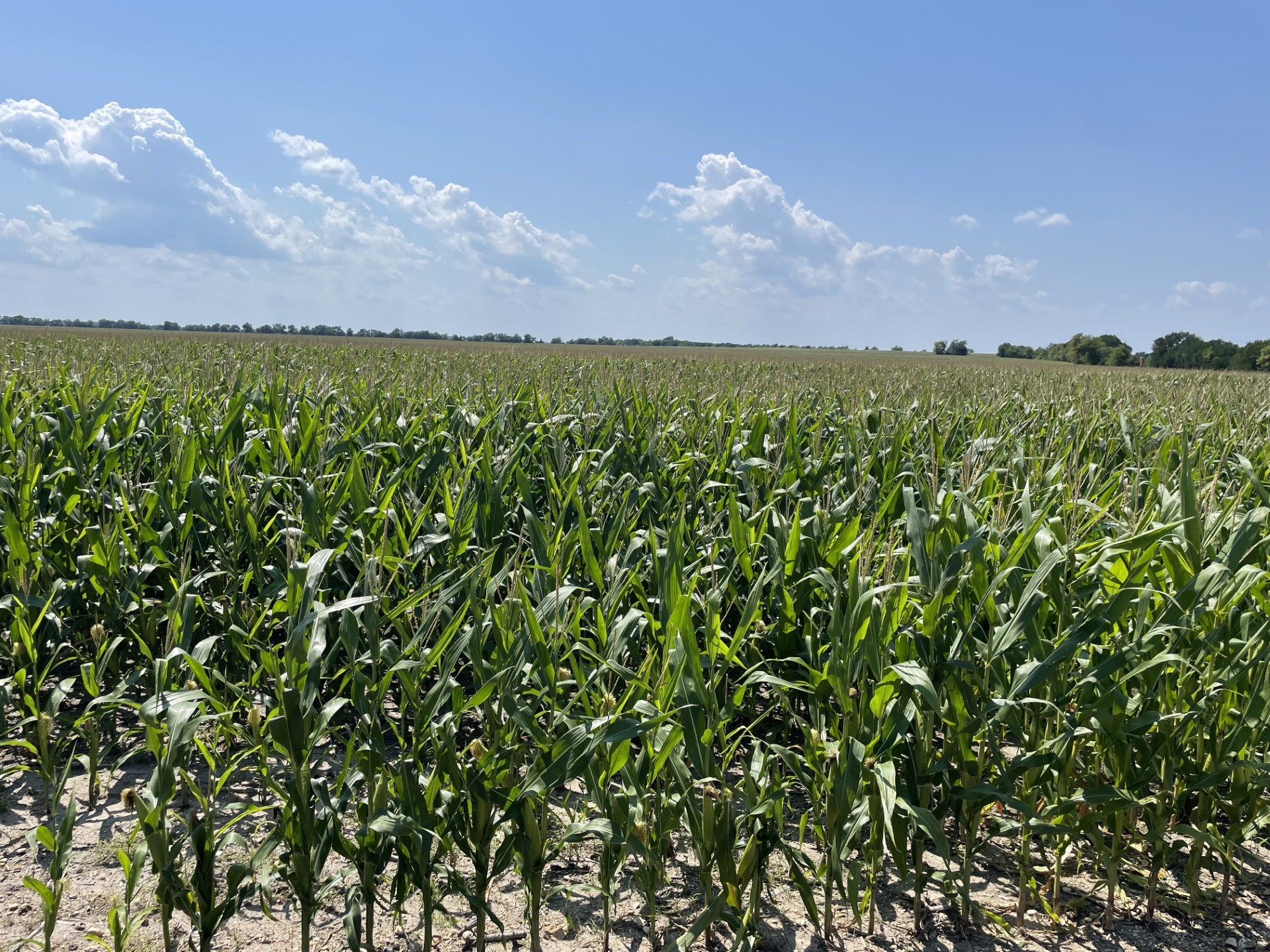 Tbd Donahoe Road Property Photo 15
