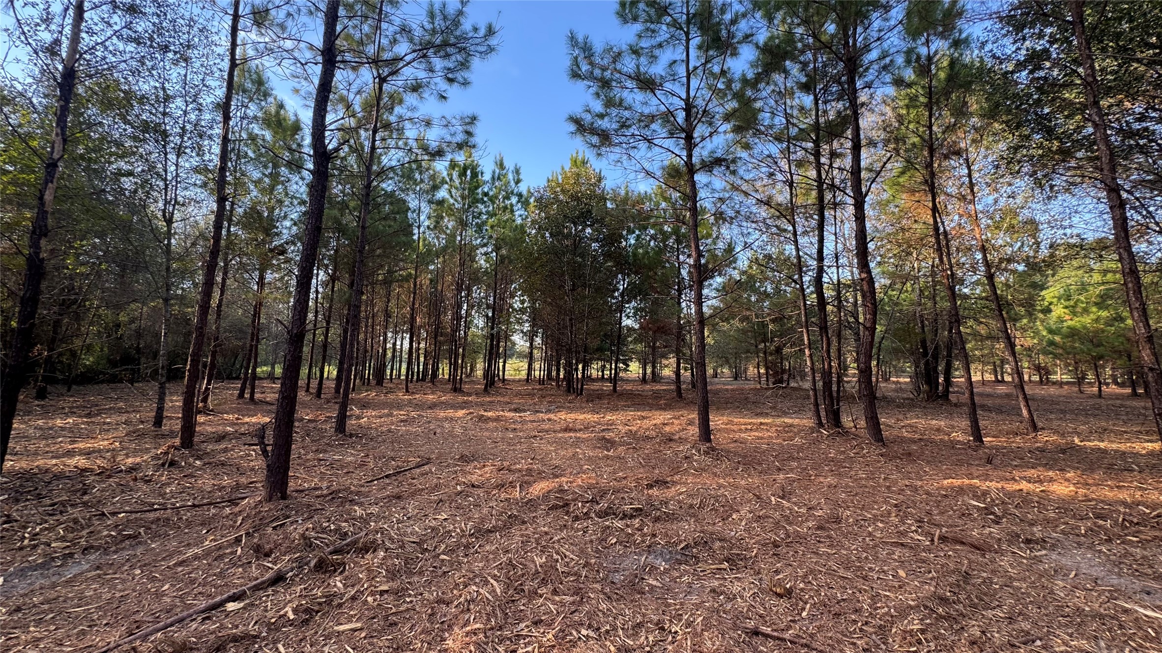 Tbd Fm 1791 Property Photo 5