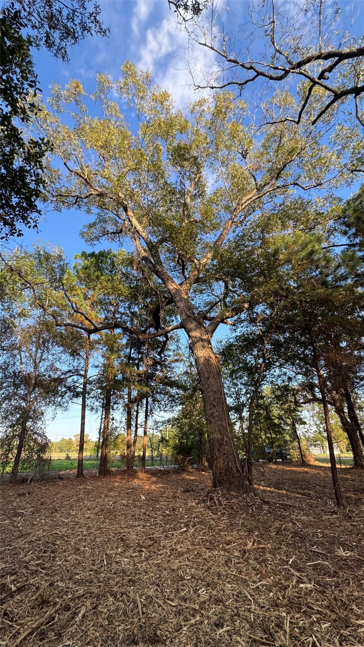 Tbd Fm 1791 Property Photo 6