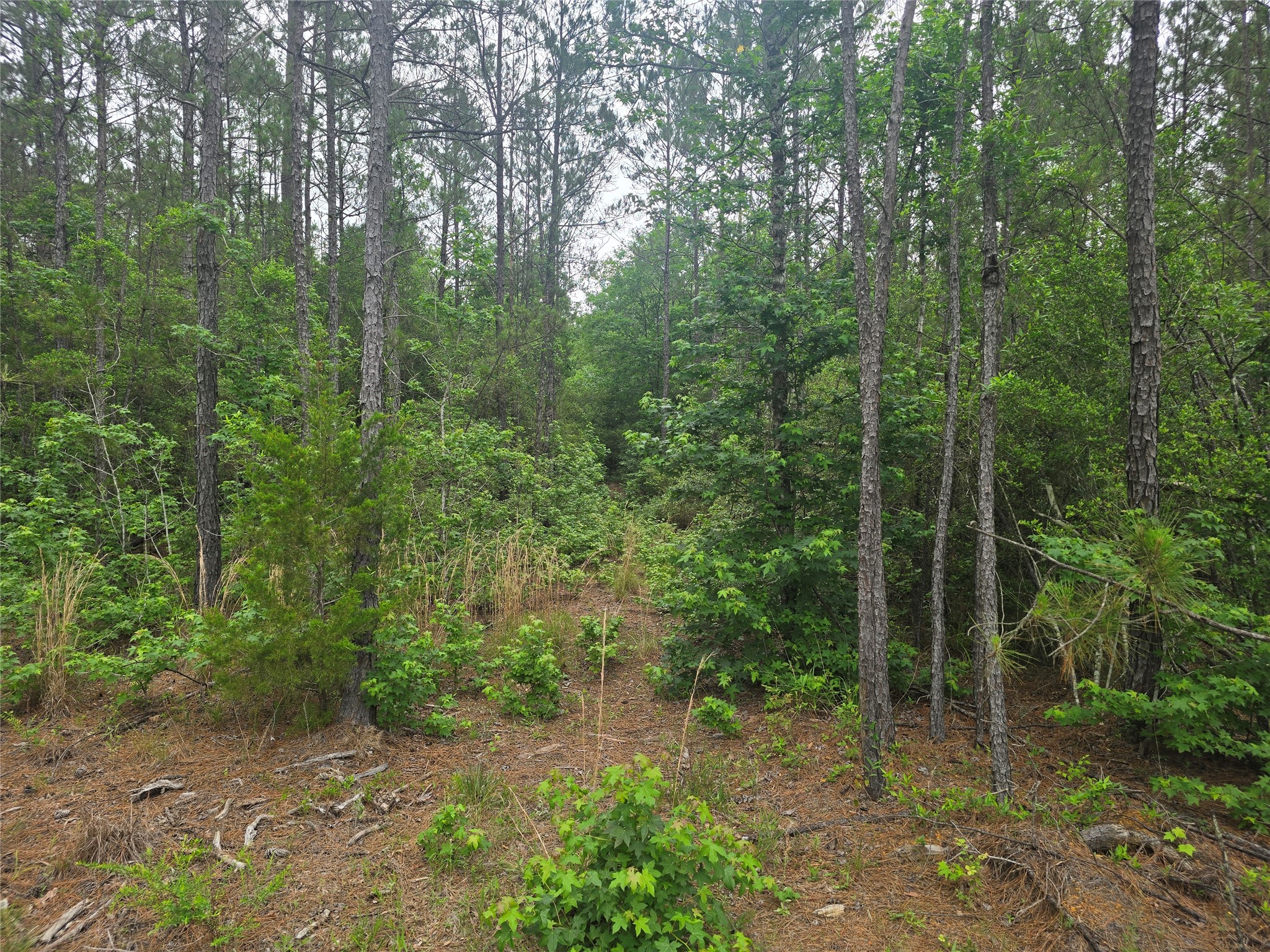 15386 Red Hawk Road Property Photo 7