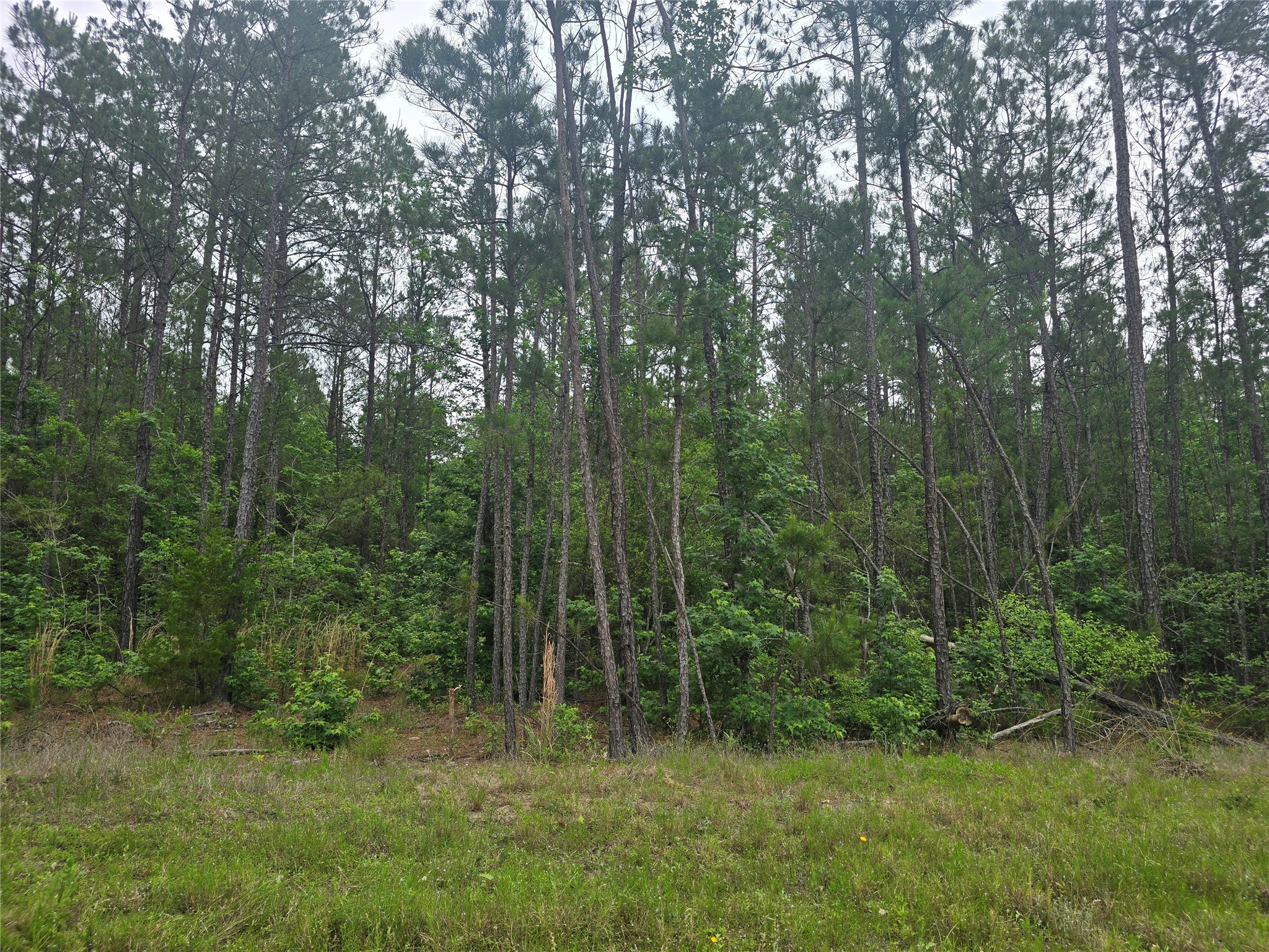 15386 Red Hawk Road Property Photo 8