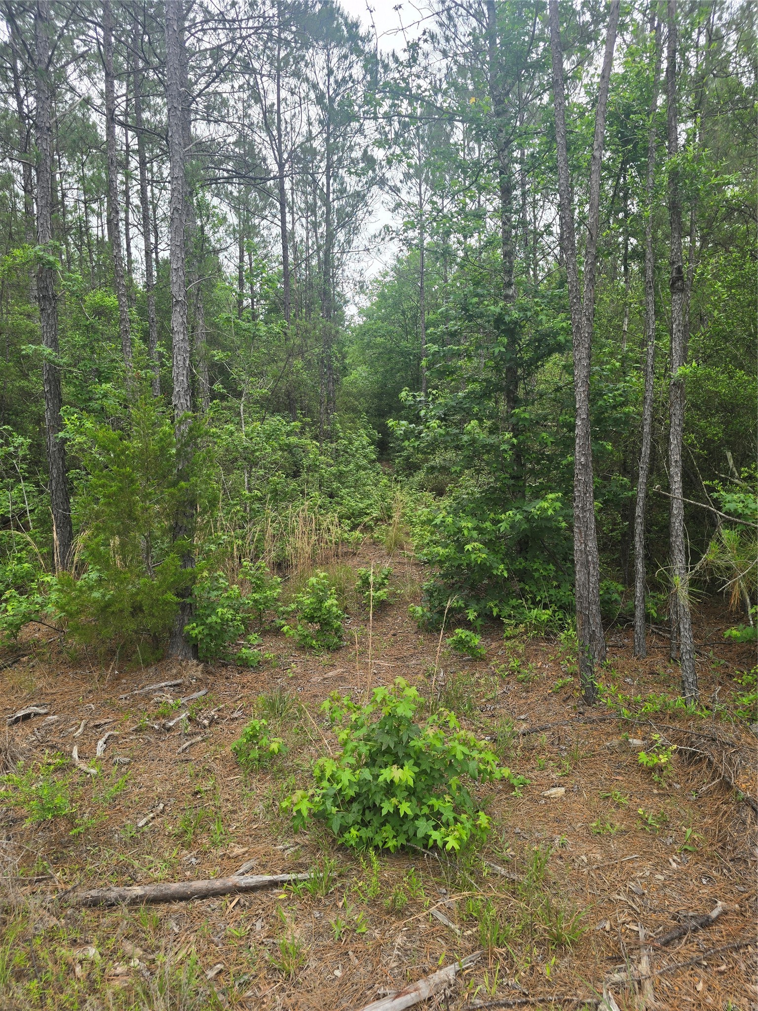 15386 Red Hawk Road Property Photo 9