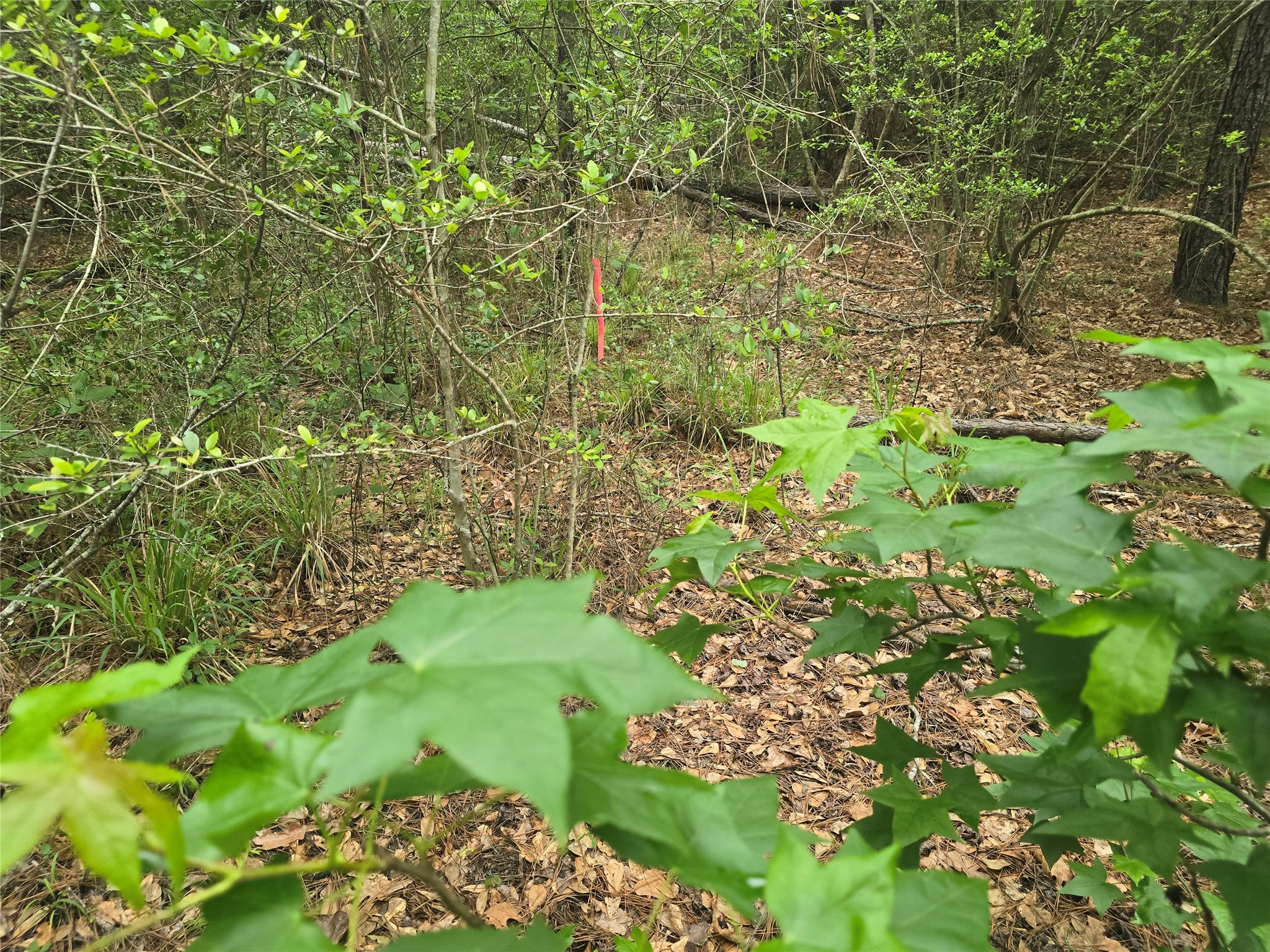 15386 Red Hawk Road Property Photo 17
