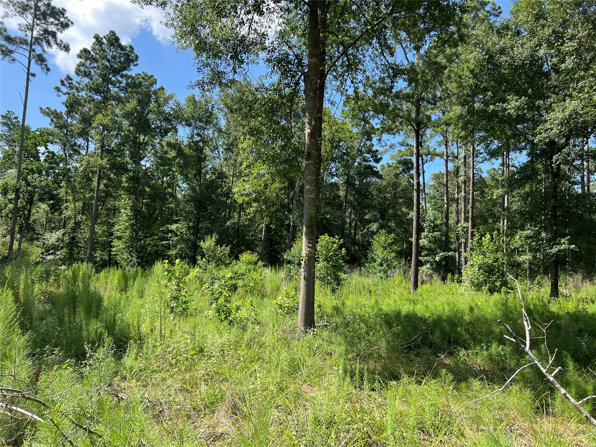 641 Rolling Pines Drive