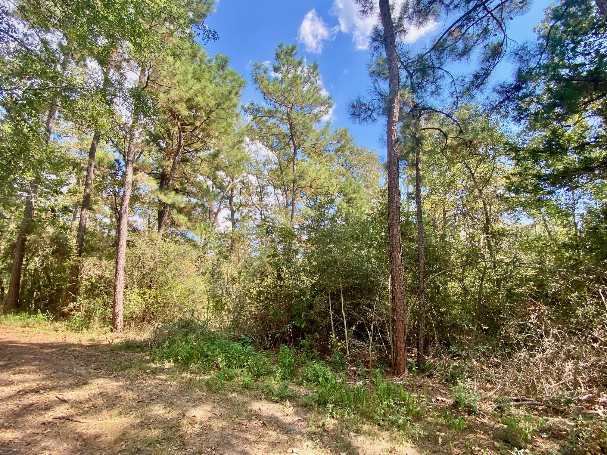 1593 Cr 2290 Property Photo 47