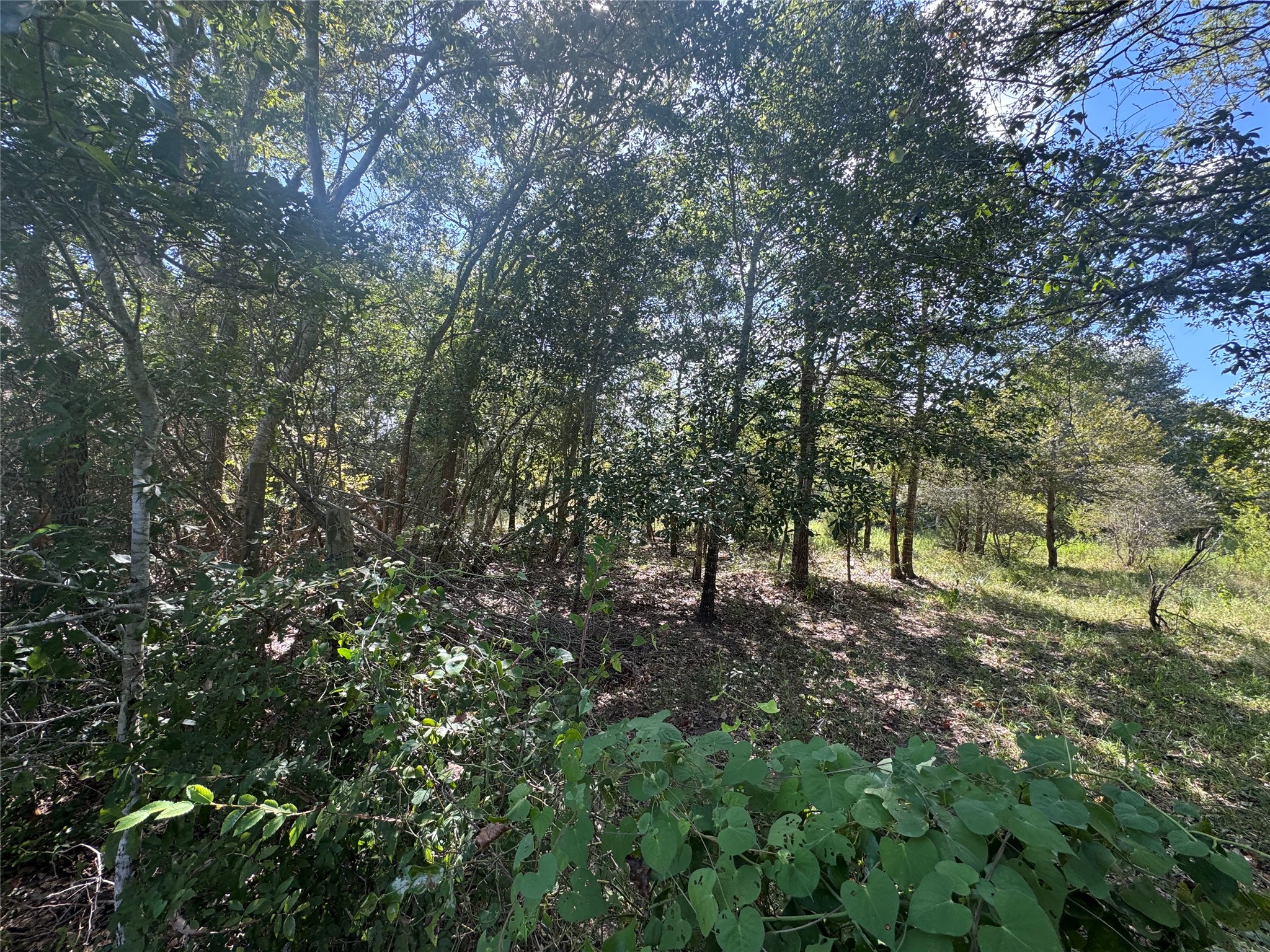 16547 Highway 105 Property Photo 14