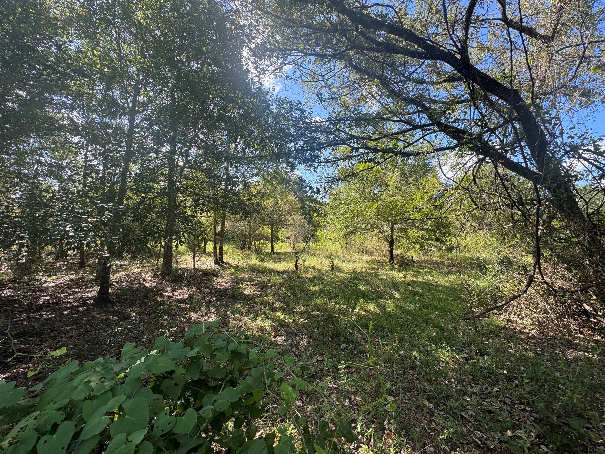 16547 Highway 105 Property Photo 15
