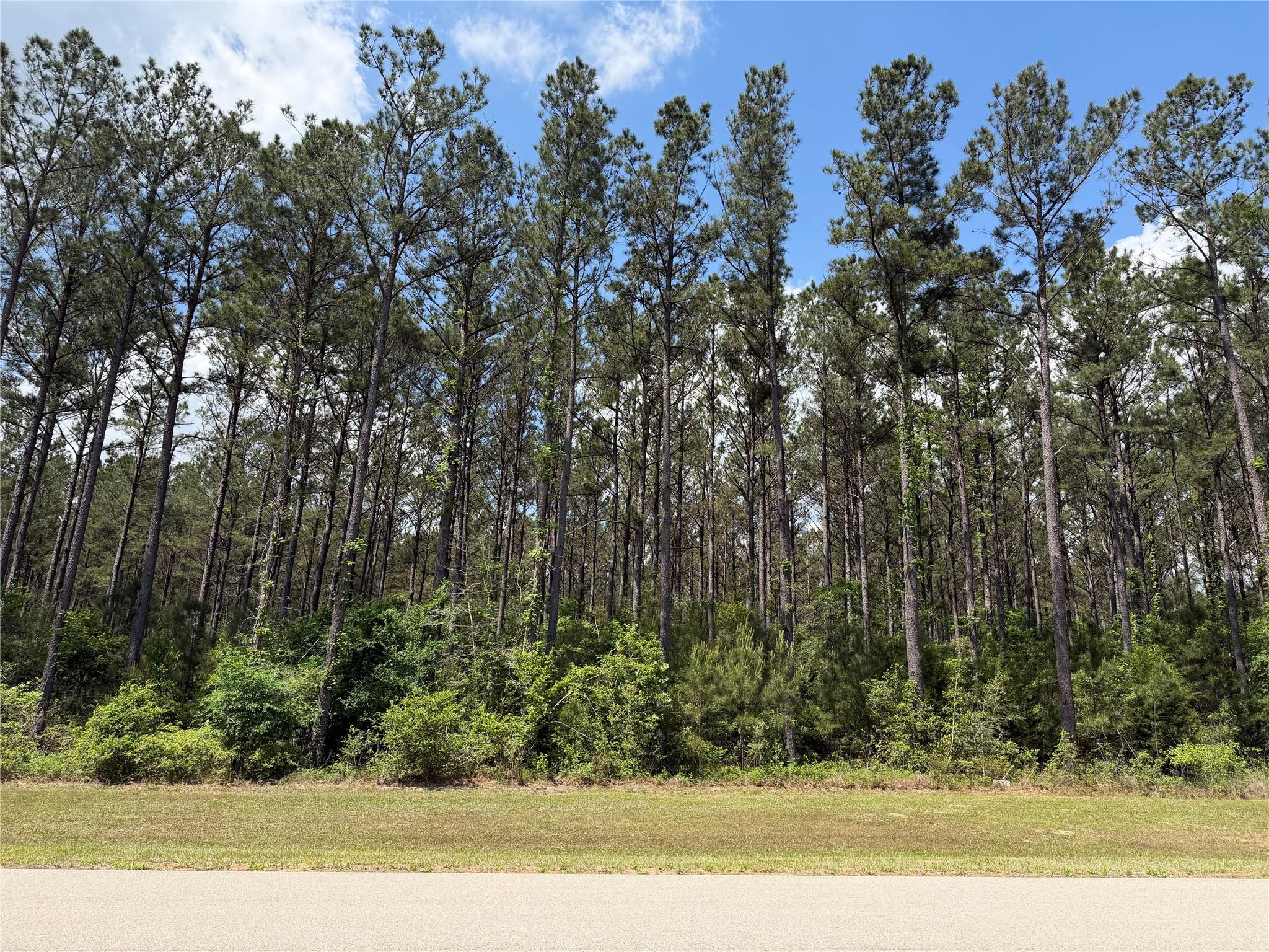 15693 Wooded Trail Way, Willis TX 77378 Property Photo 1