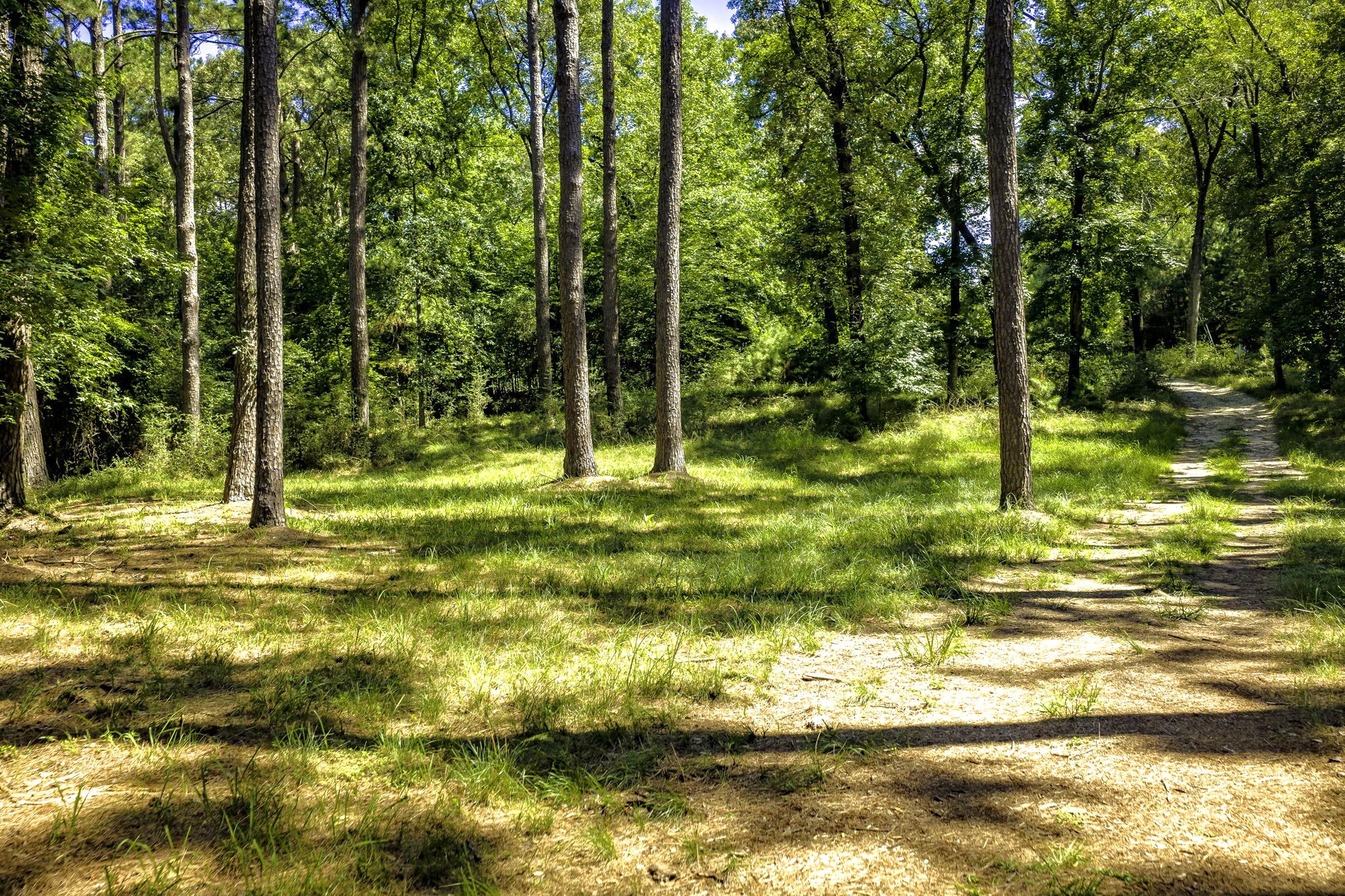 Tbd Pine Circle Property Photo 4