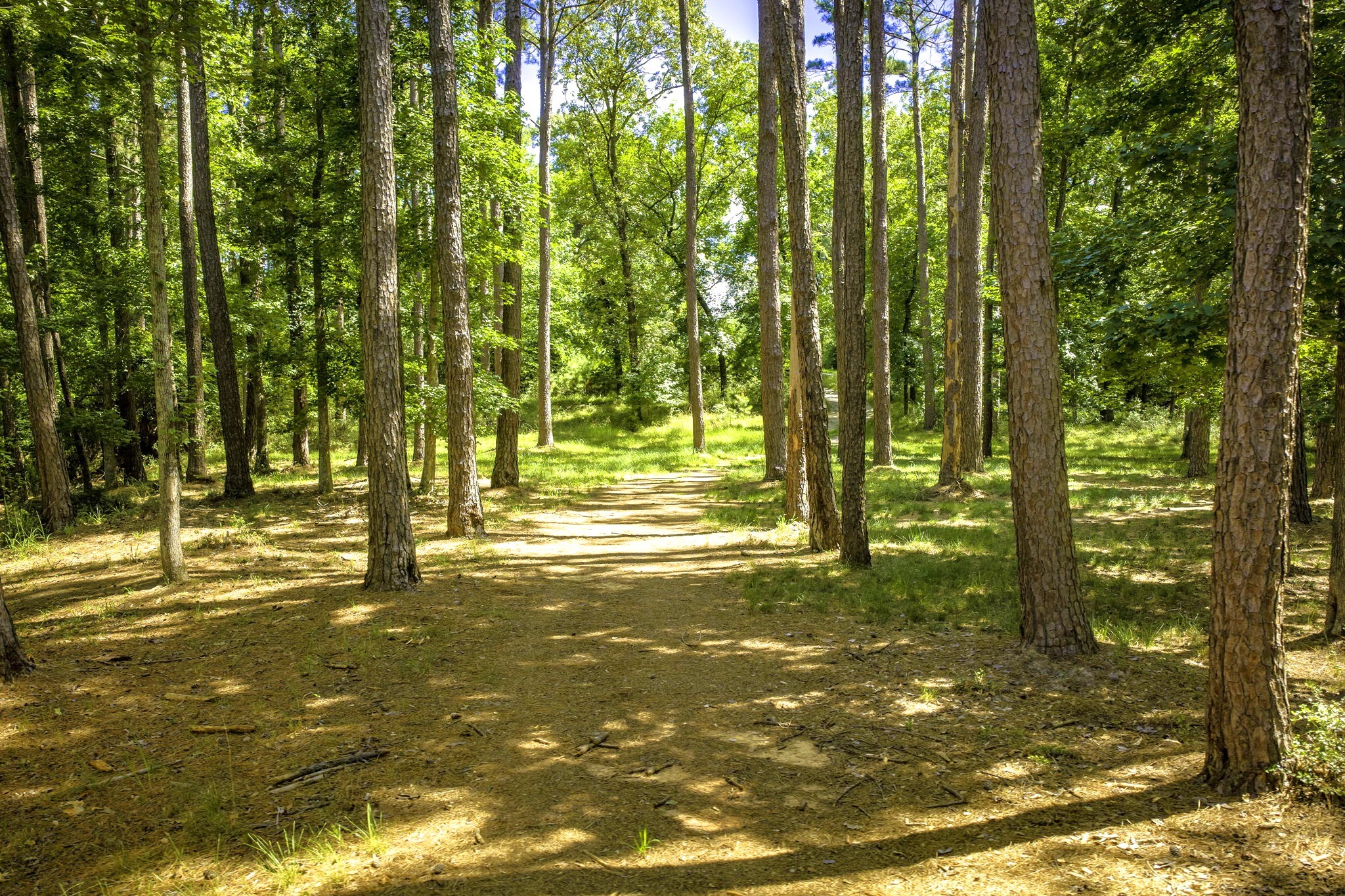 Tbd Pine Circle Property Photo 9