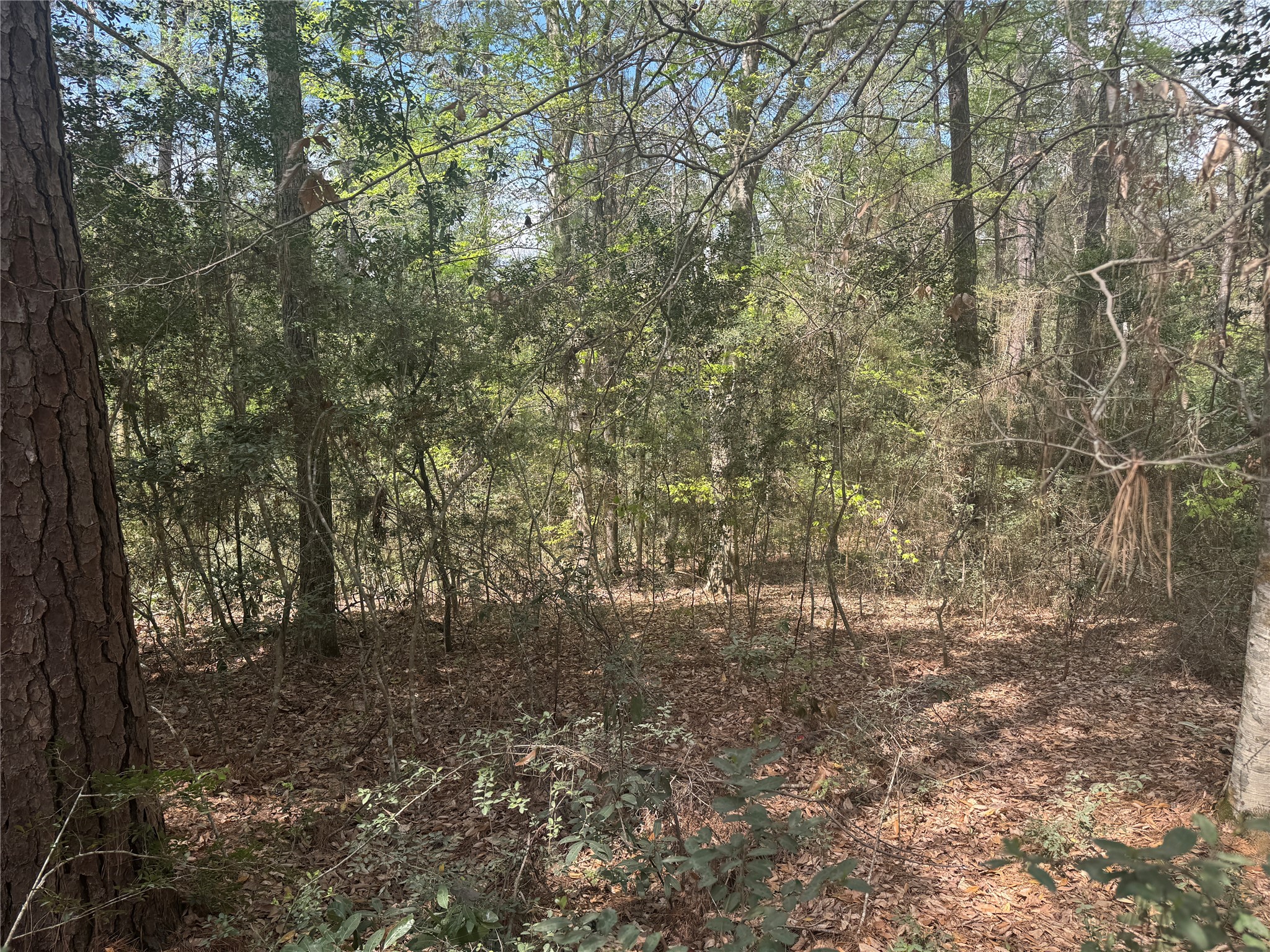 Tbd Big Foot Wallace Trail Property Photo 1