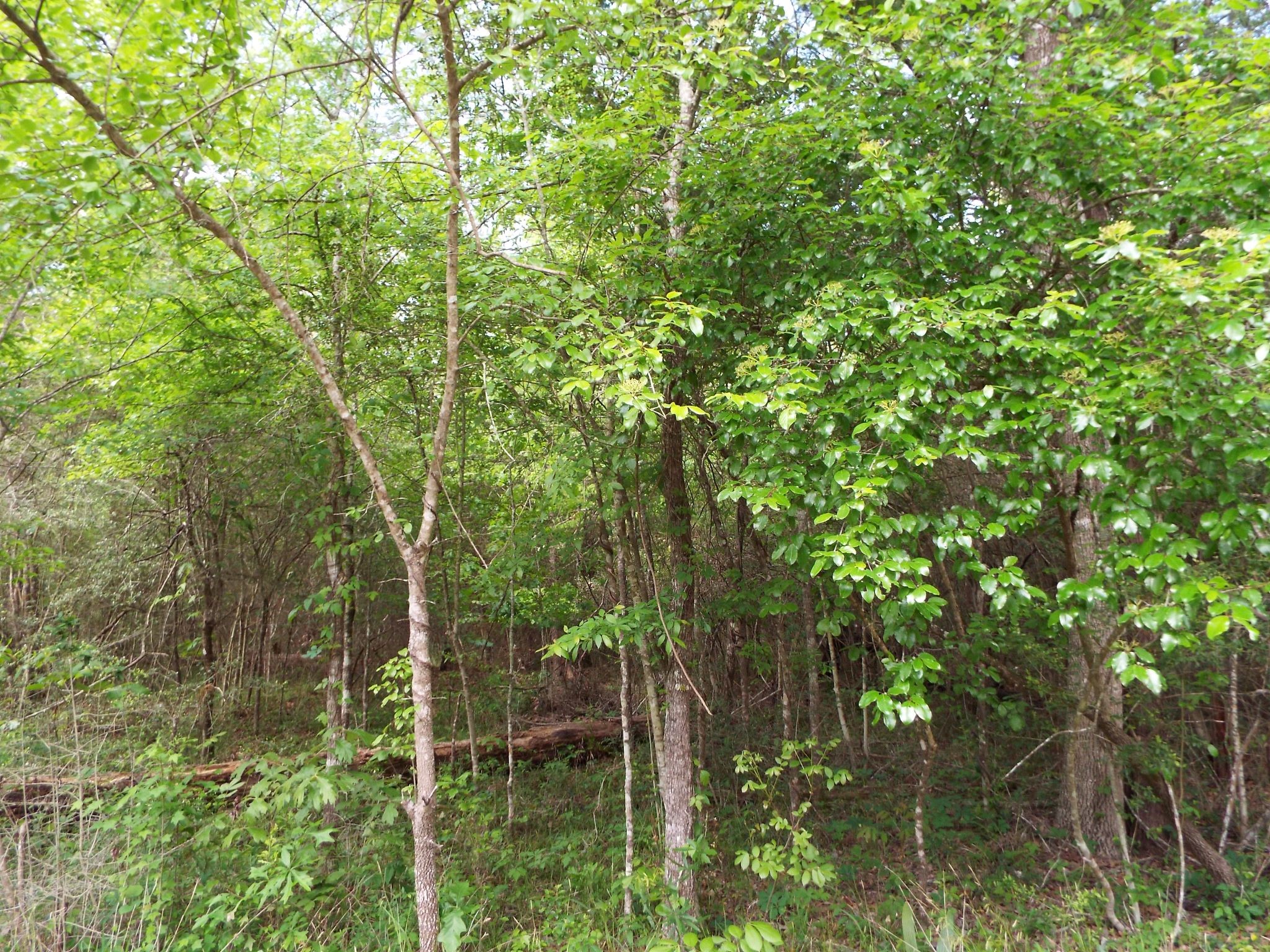 Lot 34 Dogwood Road Property Photo 6