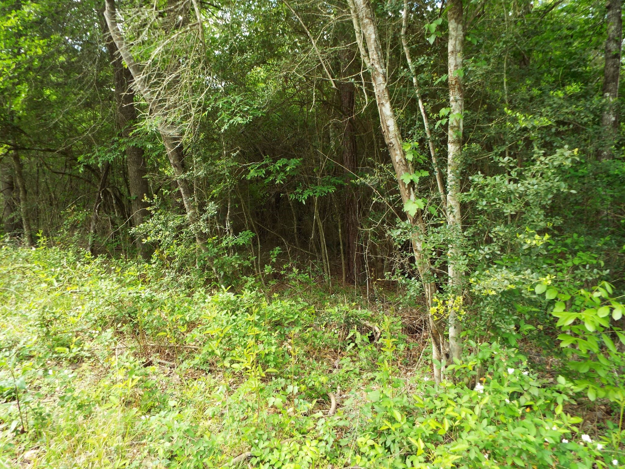 Lot 34 Dogwood Road Property Photo 20
