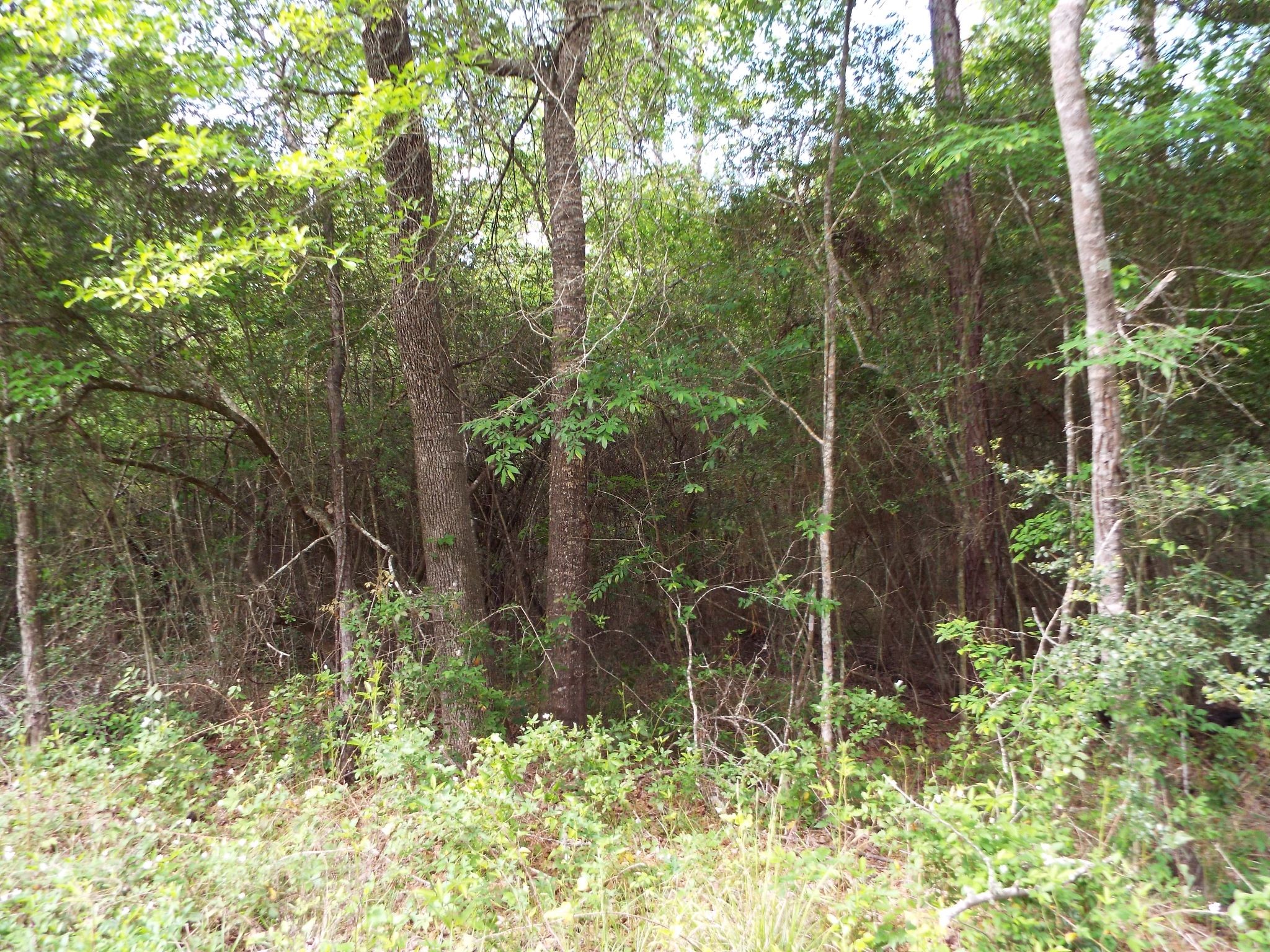Lot 34 Dogwood Road Property Photo 21