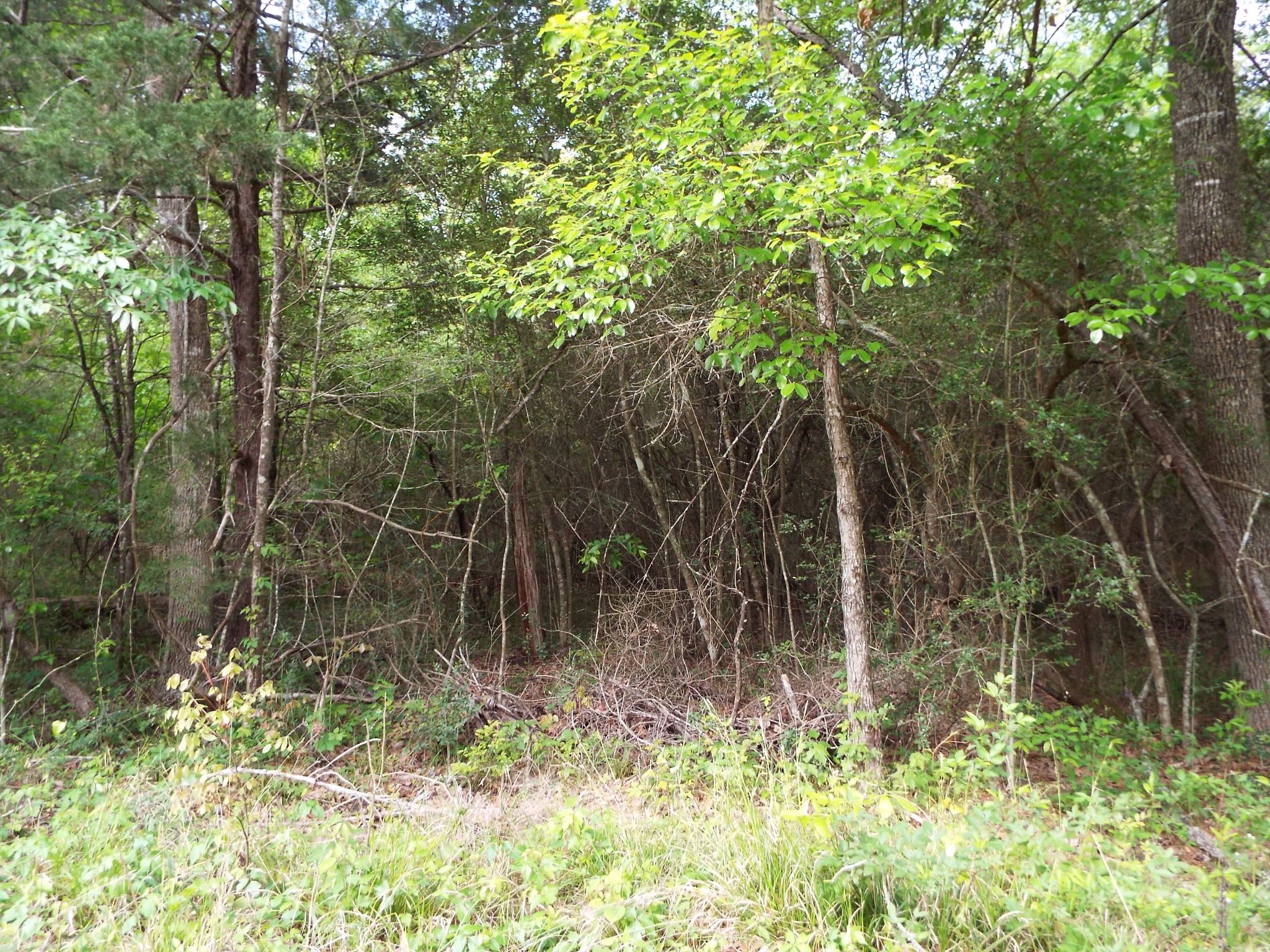 Lot 34 Dogwood Road Property Photo 22