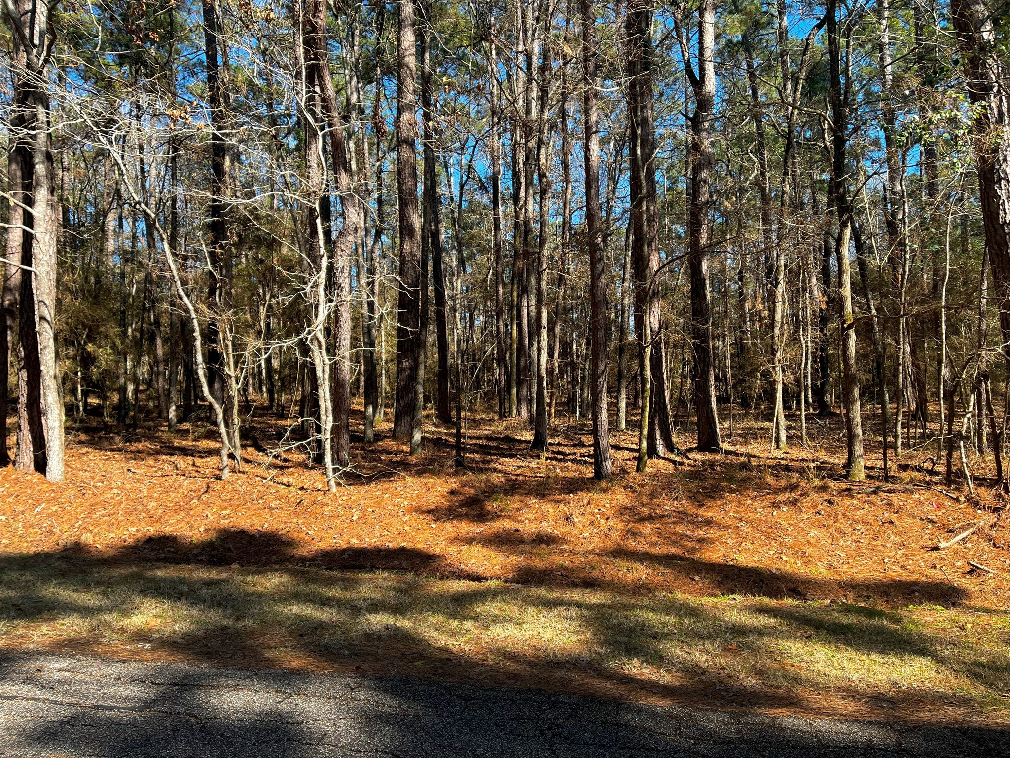 55 Green Tree Drive Property Photo 1