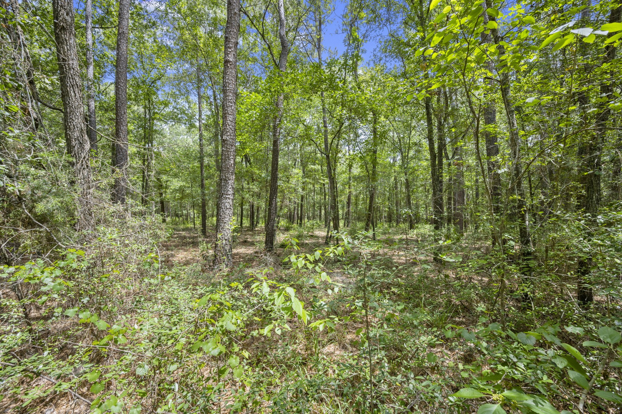 0 Wee Creek Lane Property Photo 9