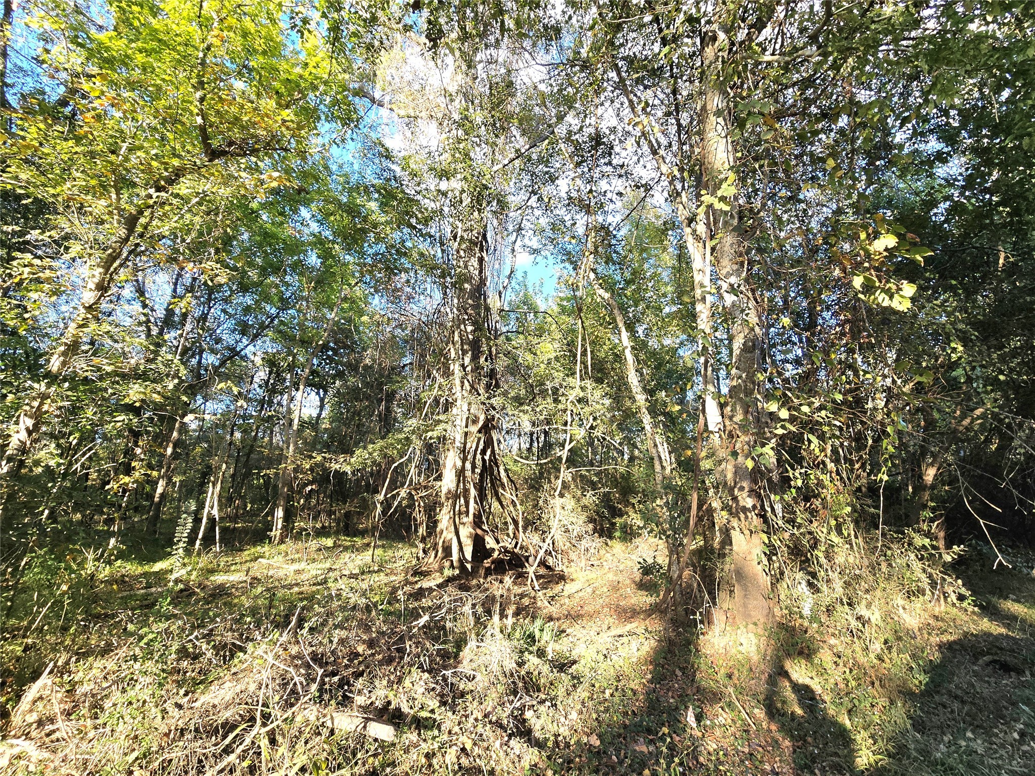 Tbd County Road 2167 Property Photo 5