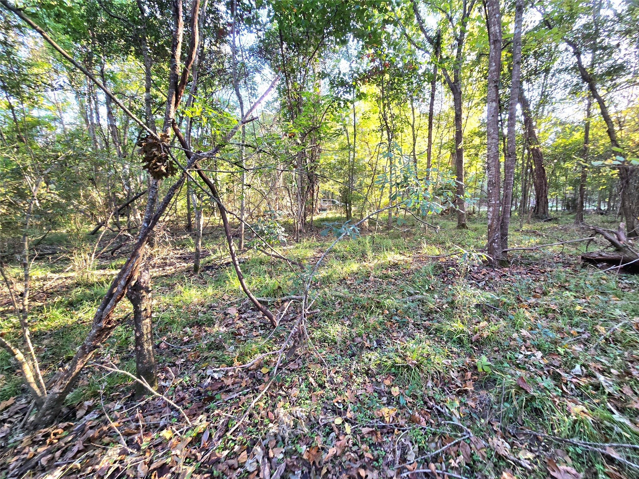 Tbd County Road 2167 Property Photo 7