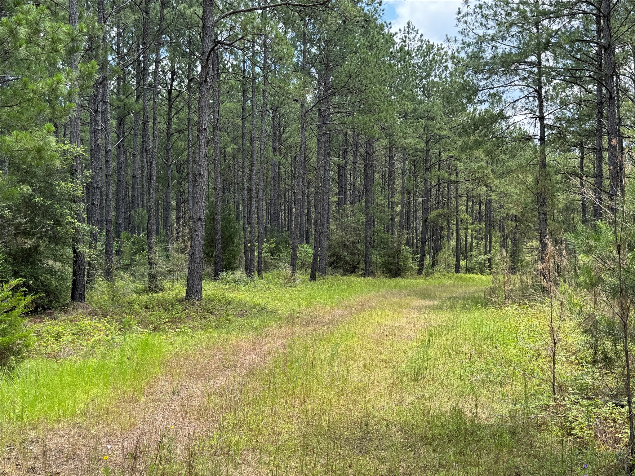 15780 Wooded Trail Way Property Photo 5