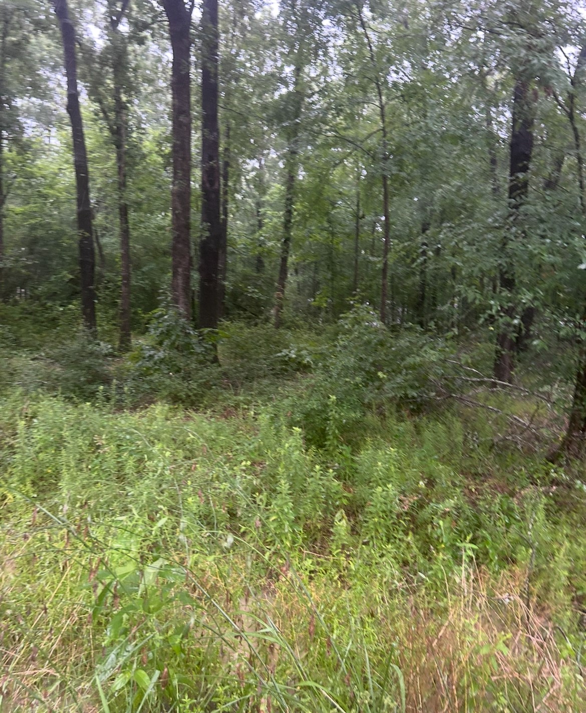 Tbd Moonbeam Dr Property Photo 1